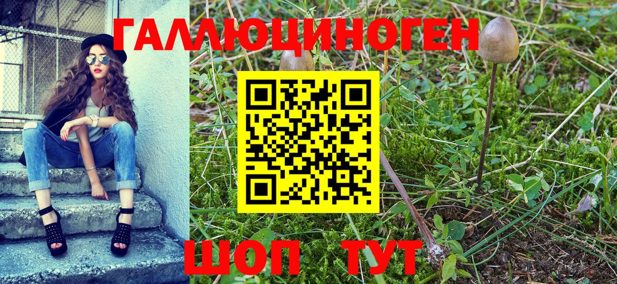 Псилоцибиновые грибы Psilocybe  Вход с VPN  Королёв 